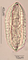 Ephedra Pollen