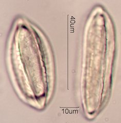 Ephedra Pollen