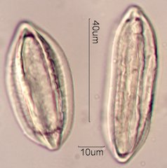 Ephedra Pollen