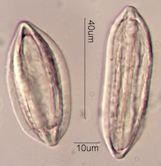 Ephedra Pollen