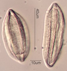 Ephedra Pollen
