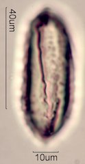 Ephedra Pollen