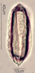 Ephedra Pollen