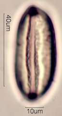 Ephedra Pollen