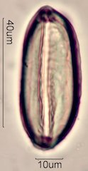 Ephedra Pollen