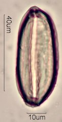 Ephedra Pollen