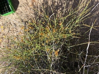 Ephedra