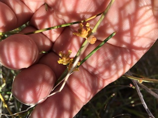 Ephedra