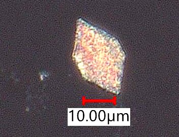 Eucalyptus Bark Phytoliths