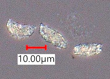Eucalyptus Bark Phytoliths