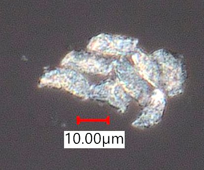 Eucalyptus Bark Phytoliths