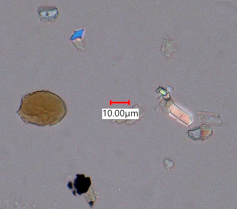 Eucalyptus Bark Phytoliths