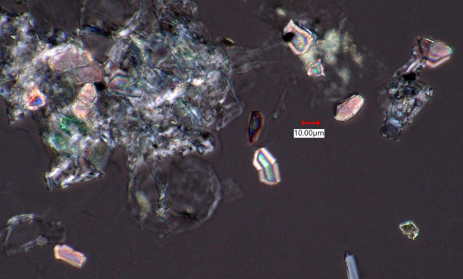 Eucalyptus Leaf Phytoliths
