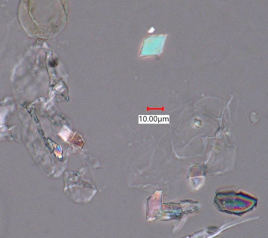 Eucalyptus Leaf Phytoliths