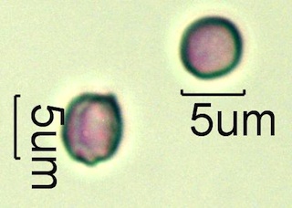Leatherwood Pollen