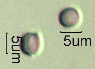Leatherwood Pollen