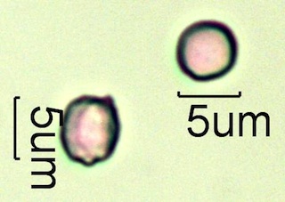 Leatherwood Pollen