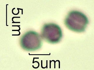 Leatherwood Pollen
