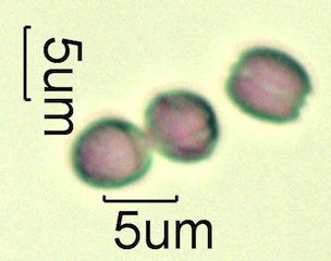 Leatherwood Pollen