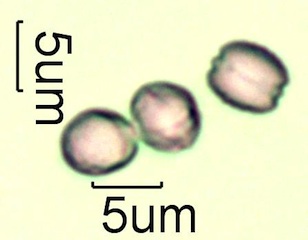 Leatherwood Pollen