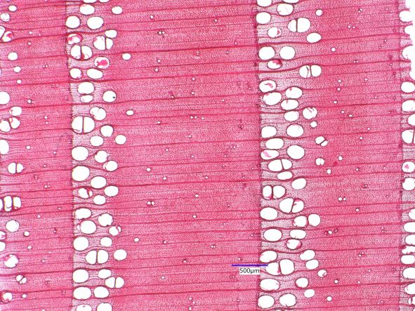 Fraxinus americana, Cross-Section