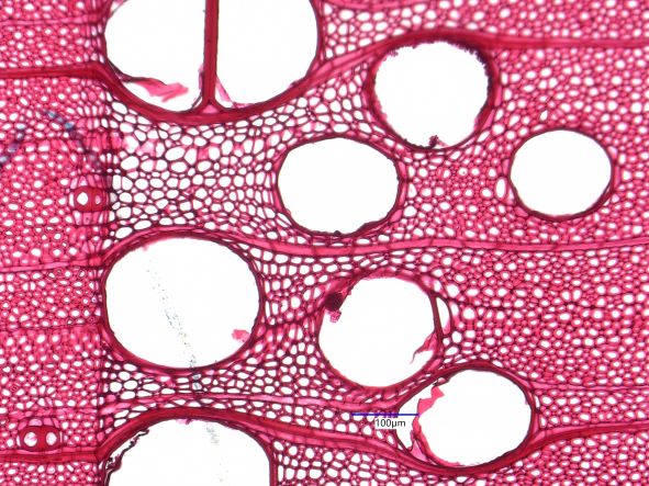 Fraxinus americana, Cross-Section
