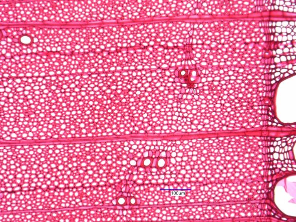 Fraxinus americana, Cross-Section