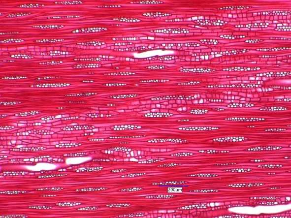 Fraxinus americana, Tangential Section