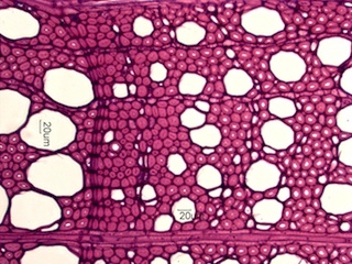 Fagus grandifolia, Cross-Section