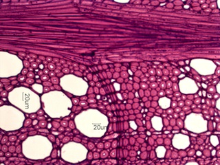 Fagus grandifolia, Cross-Section