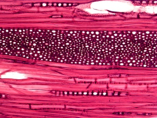 Fagus grandifolia, Tangential-Section