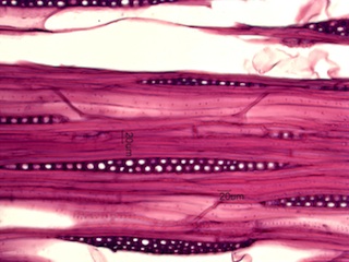Fagus grandifolia, Tangential-Section