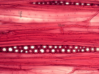 Fagus grandifolia, Tangential-Section