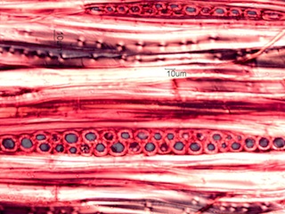 Fagus grandifolia, Tangential-Section
