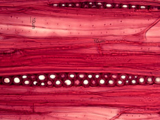 Fagus grandifolia, Tangential-Section