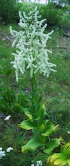 False Solomon’s Seal (Smilacina racemosa)