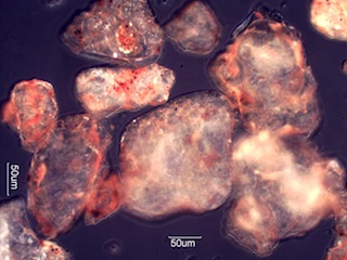 Sand from Fay Canyon, Sedona, Arizona