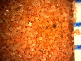 Sand from Fay Canyon, Sedona, Arizona