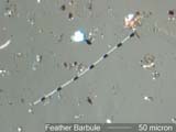Feather Barbule Under the Microscope