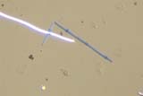 Bird Feather Barbule