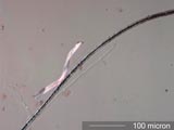 Mercerized Cotton, Cat Hair, and Feather Barbule