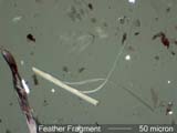 Feather Barbule Under the Microscope