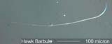 Bird Feather Barbule