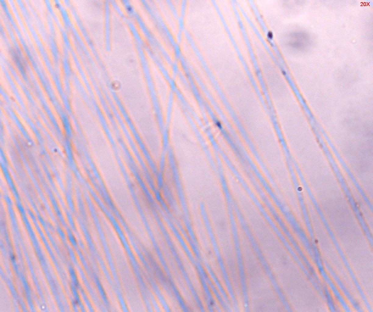 Dispersion Staining