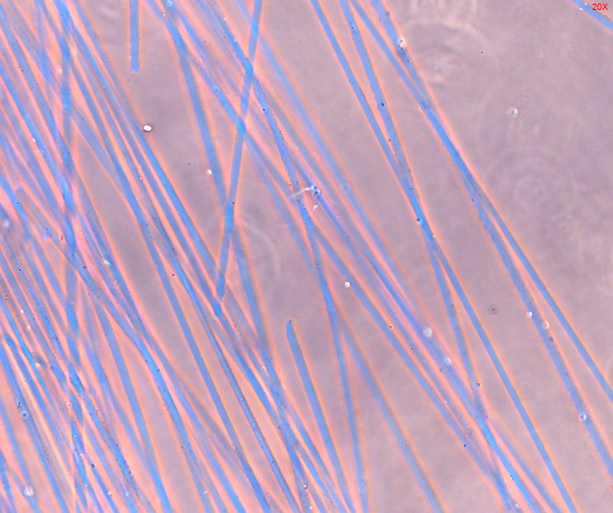 Dispersion Staining