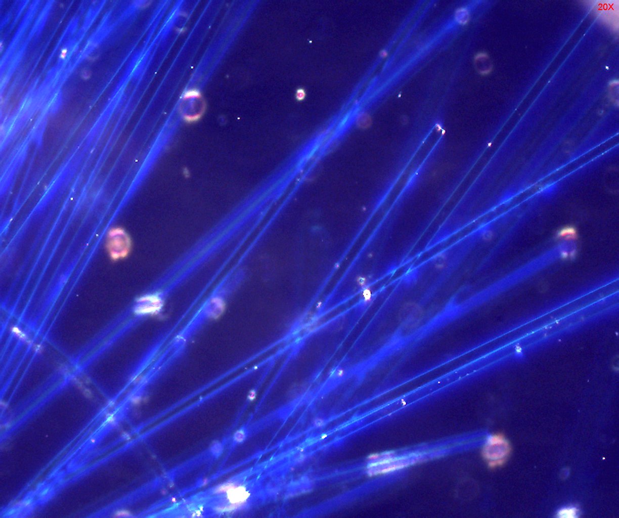 Dispersion Staining
