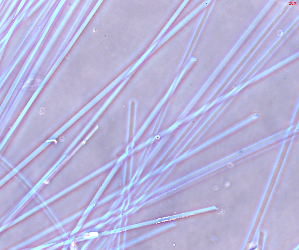 Dispersion Staining