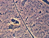 Fibrous Talc
