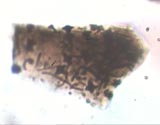 Slag with Inclusions