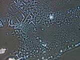 Fingerprint Salt 200X